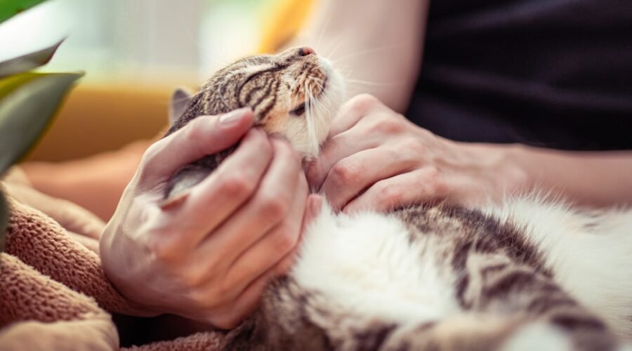 Companion Care: The Key to Quality Living