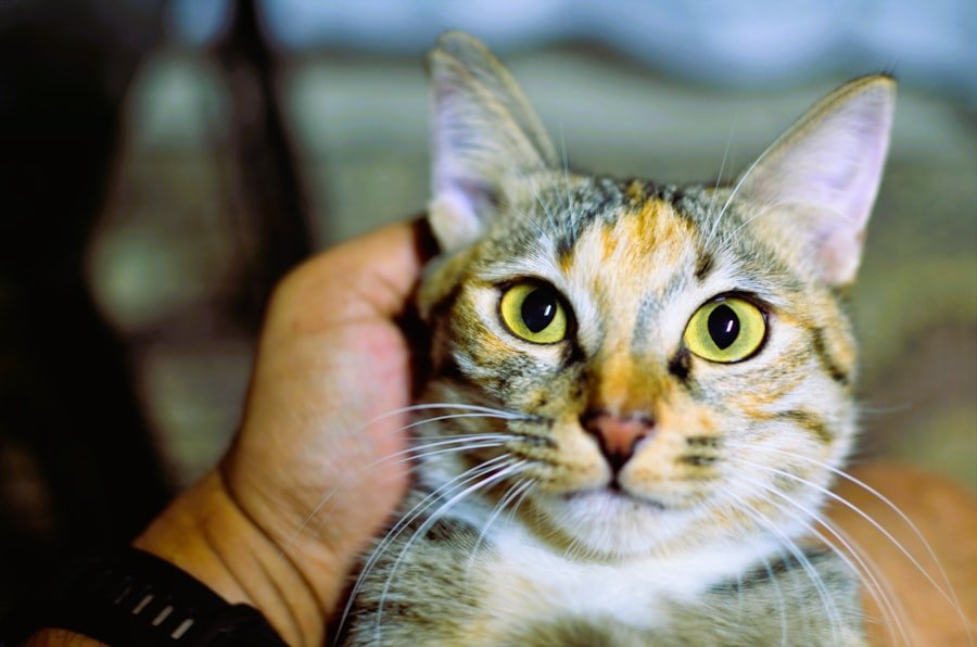 Photo companion care